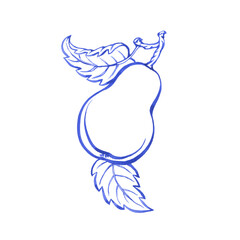 Outline painting of pear with leaves in blue retro style. Hand drawn monochrome watercolor illustration isolated on white background