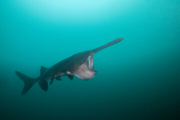 Obraz premium American paddlefish feeding on plankton in lake