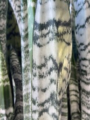 detail of a wild plant