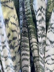 Plant Texture Closeup