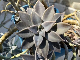 close up of a cactus