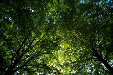 Nature of green leaf in garden at summer. Natural green leaves plants. Forest background. Green nature background. Green leaf background. Leaf in forest. Leaves plants backdrop.