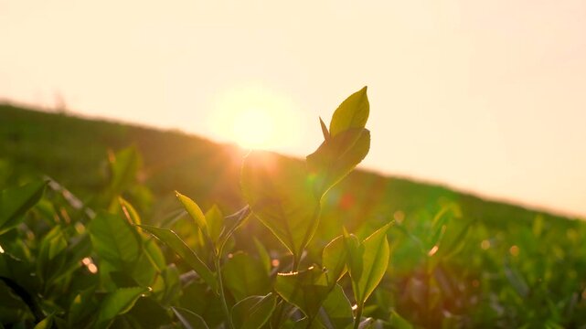 Natural green leaves plants using as spring background cover page environment ecology or greenery wallpaper. Nature of green leaf in garden at summer.