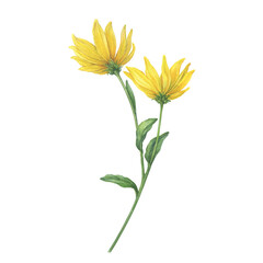 Close-up of yellow Jerusalem artichoke flowers (Helianthus tuberosus, sunroot, sunchoke, wild sunflower, topinambur, earth apple). Watercolor hand painting illustration on white background