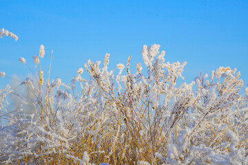 Beautiful dry grass covered with snow in the hoarfrost