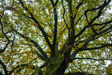 oak leaves against the sky