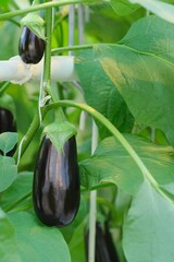 Eggplant Growing in a Greenhouse