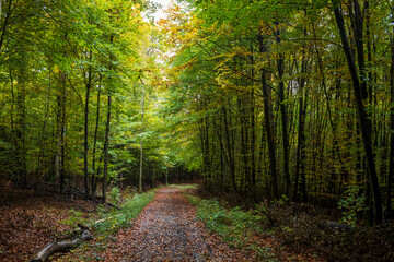path in the forest, autumn