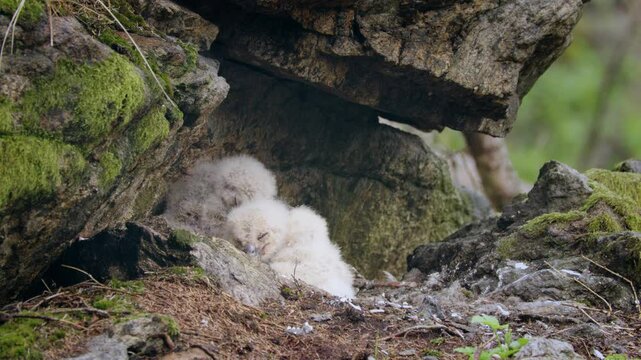 Eurasian eagle owl (Bubo bubo) chicks, baby owlets in the nest