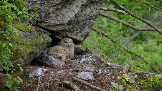Eurasian eagle owl (Bubo bubo), baby owlets foraging on a hedgehog