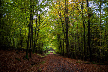 path in the forest