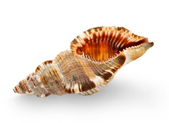 Seashell isolated on the white background