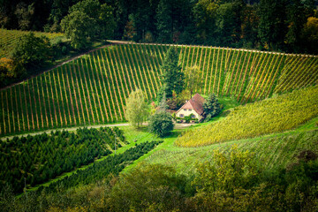 Weinberge 