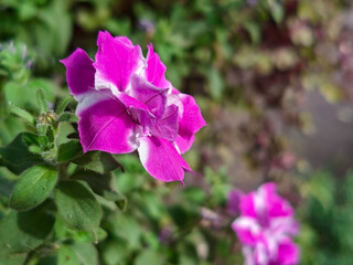 Petunia flowers close-up