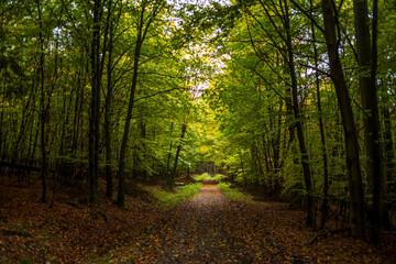 autumn in the forest