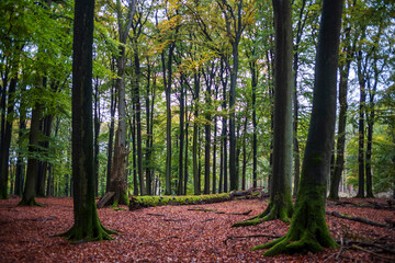 autumn in the forest