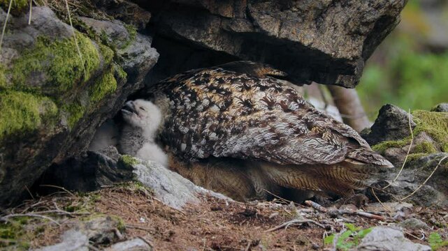 Eurasian eagle owl (Bubo bubo) family, baby owlets with their mother