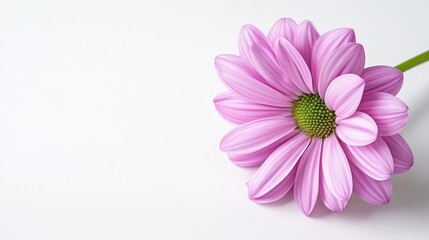 Obraz premium A pink flower with a green center on a white background The flower's center is green