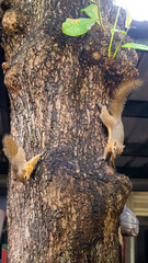 grey squirrel 