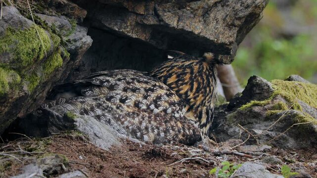 Eurasian eagle owl (Bubo bubo) family, baby owlets with their mother