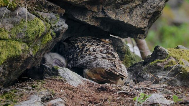 Eurasian eagle owl (Bubo bubo) family, baby owlets with their mother