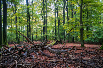 autumn in the forest