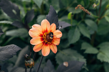 Close up of dahlia flower and bumblebee in garden