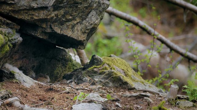 Eurasian eagle owl (Bubo bubo) family, baby owlets with their mother