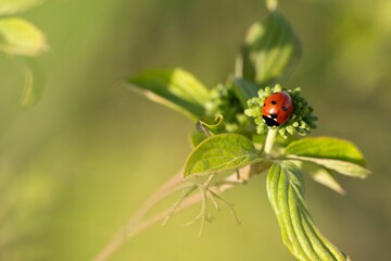 Ladybug on a green leaf