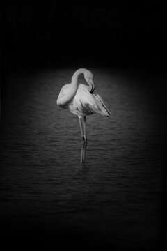 Black and white detail portrait pink flamingo in water