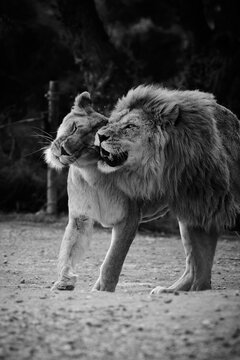 Male and Female Lions are walking together