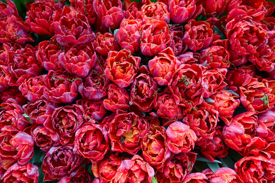 Red tulips photographed from above