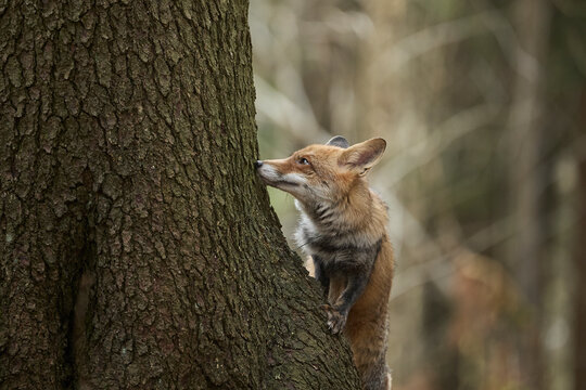 Red fox (Vulpes vulpes) with tree in wildlive scenery