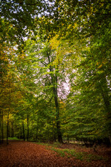 footpath in the forest