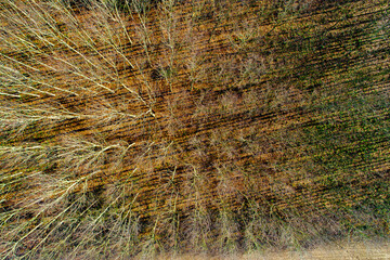 forest of deciduous leafless trees in winter, seasonal background. Zenithal from a drone