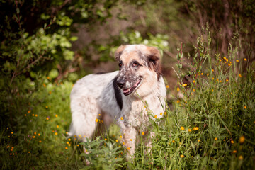 Big dog standing in the flowers and smiling