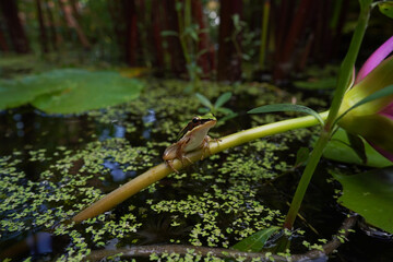 Frog in swamp