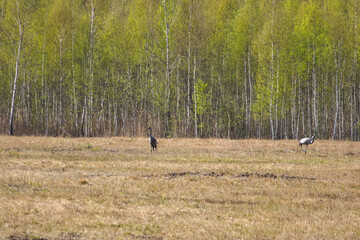 Two cranes (Grus grus) walking through a plowed field on a bright morning, captured from a distant angle, horizontal