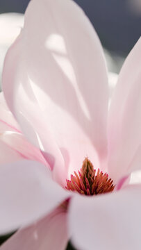 Detail of a light pink Magnolia tree blooming.