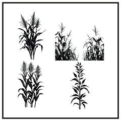 Harvest corn stalks set clipart