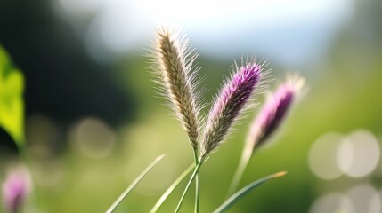 Fototapeta premium A tight shot of a purple blossom amidst a sea of green grass Background grass softly blurred