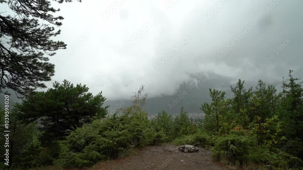 Poster Rain and thunderstorm in the forest. Trees and bushes wet from the rain - static shot