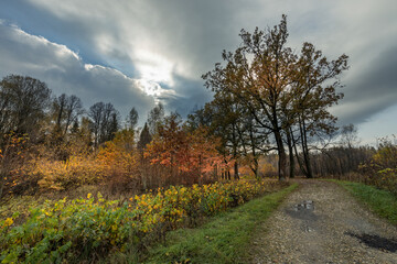 Naklejka premium A road with trees in the background and a cloudy sky