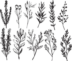 Set of silhouette plants, plant design. Hand drawn vector illustration