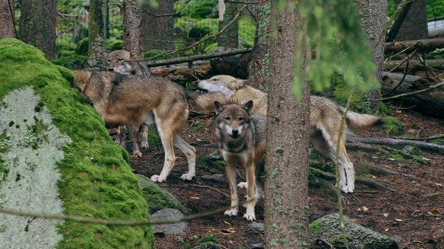 Eurasian wolf pack howling (Canis lupus lupus) in the forest