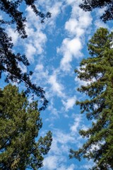 Blue sky framed by evergreen trees