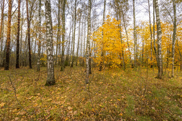 A forest with trees that are full of leaves