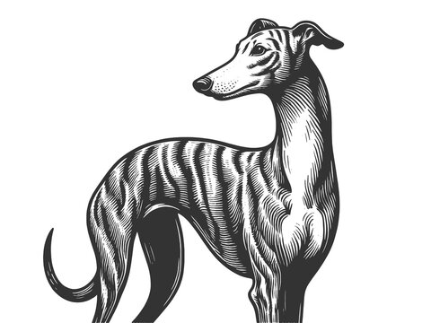 recommend clip art: Greyhound whippet dog, sleek body, long legs, and graceful posture sketch engraving generative ai fictional character raster illustration. Scratch board imitation. Black and white image.