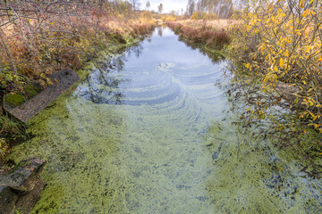 A river with green algae floating on the surface
