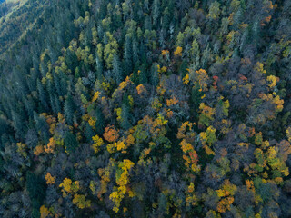 Autumn forest aerial drone view